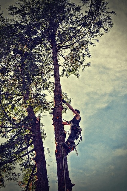 tree, nature, tree removal, chainsaw, tree removal, tree removal, tree removal, tree removal, tree removal