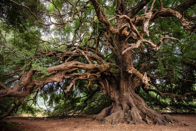 olive tree, old tree, tree, branches, leaves, trunk, bark, plant, gnarled, landscape, nature, mood, lavizzara, tree, tree, tree, tree, tree